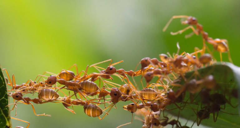 Ants
