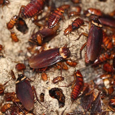 Cockroaches