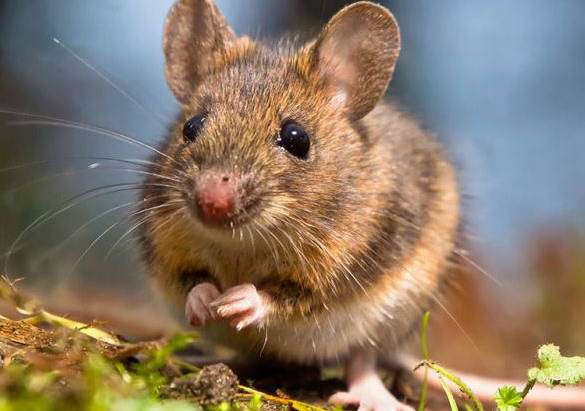 Mice