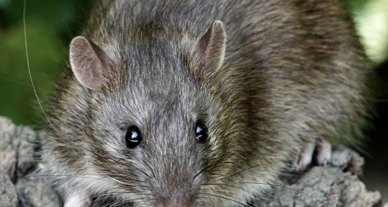 Rats