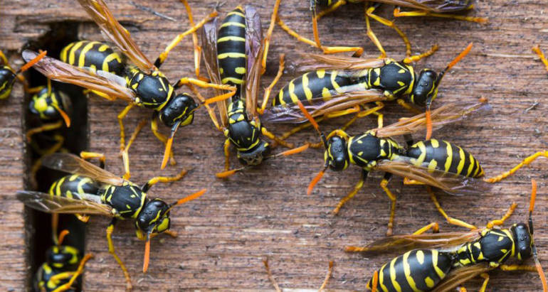 Wasps
