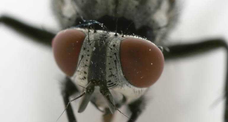 Flies