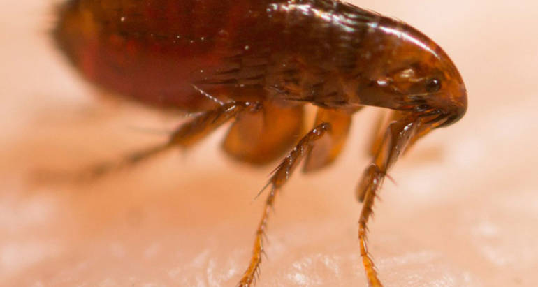 Fleas