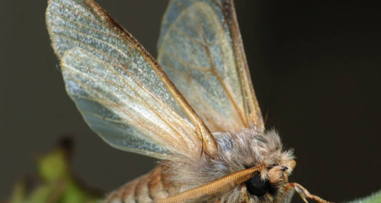 Moths