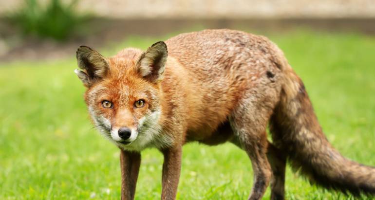 Foxes