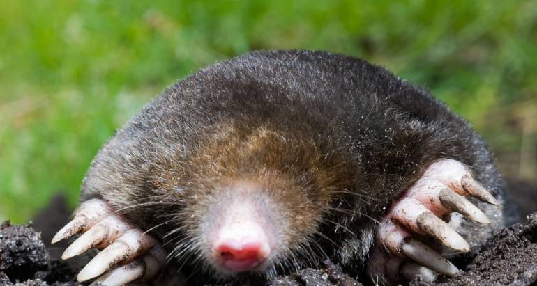 Moles