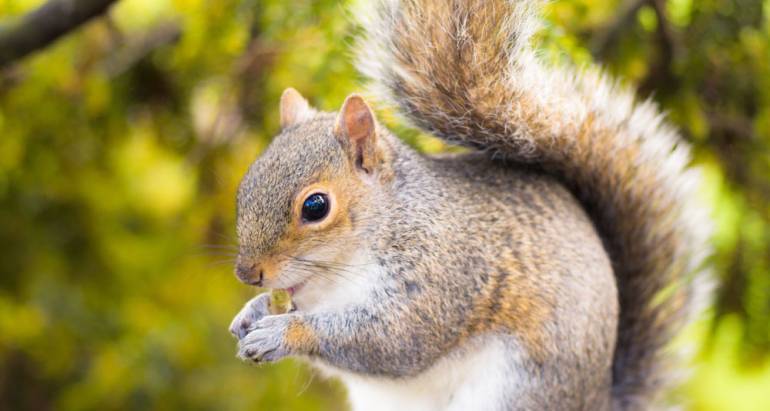 Squirrels